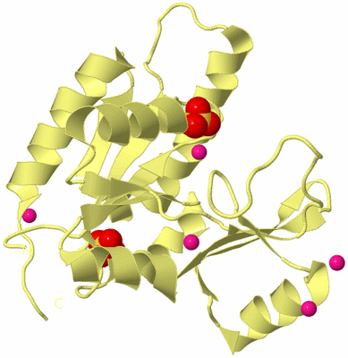 Image Biological Unit 4