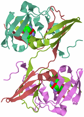 Image Biological Unit 4