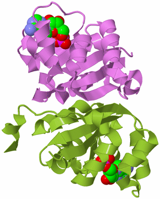 Image Biological Unit 8