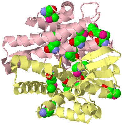 Image Biological Unit 2