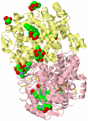 Image Biological Unit 2