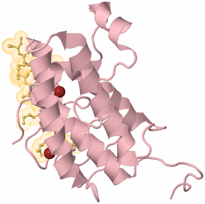 Image Biological Unit 3