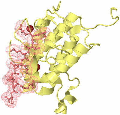 Image Biological Unit 4