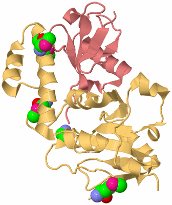 Image Biological Unit 4