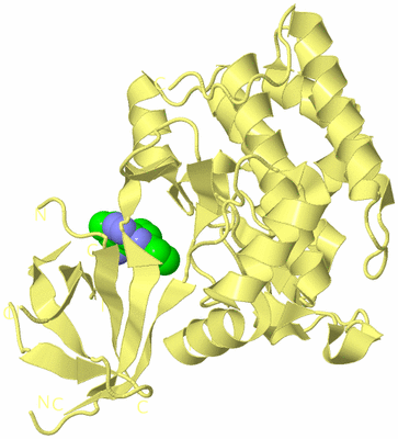 Image Biological Unit 4