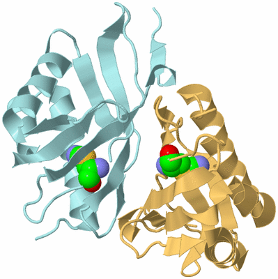 Image Biological Unit 4