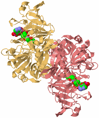 Image Biological Unit 4