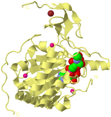 Image Biological Unit 4