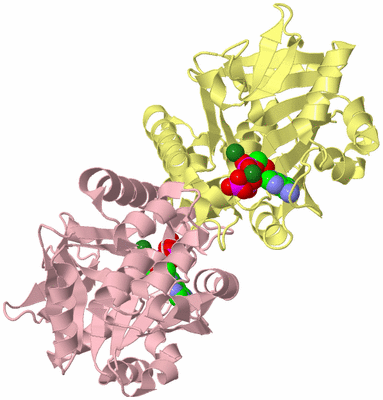 Image Biological Unit 4