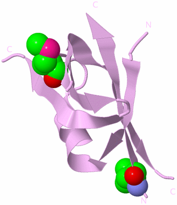 Image Biological Unit 5