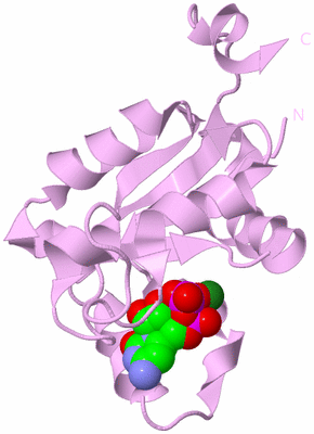 Image Biological Unit 5