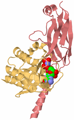 Image Biological Unit 4
