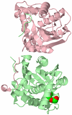 Image Biological Unit 2