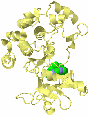 Image Biological Unit 4