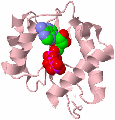 Image Biological Unit 3