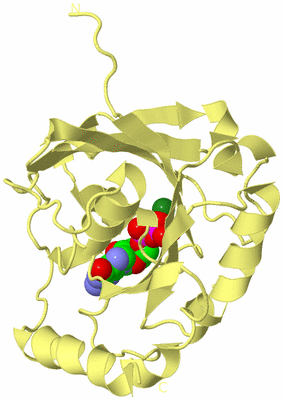 Image Biological Unit 4