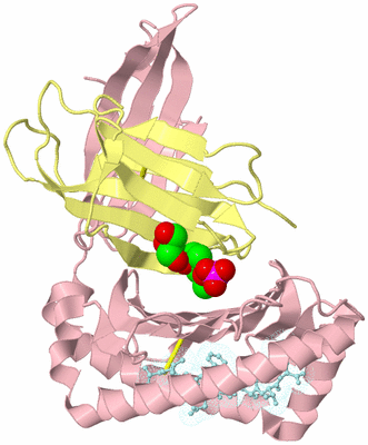 Image Biological Unit 2