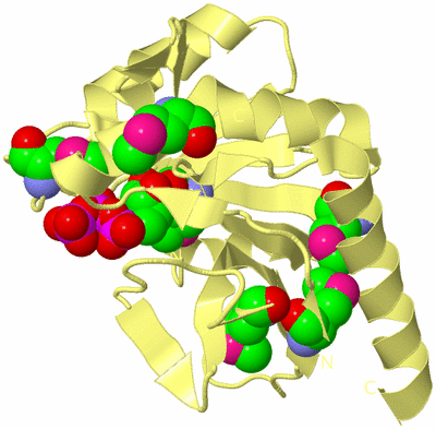 Image Biological Unit 4