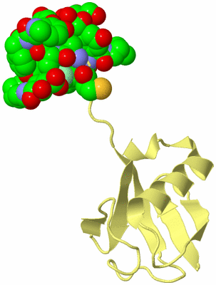 Image Biological Unit 4