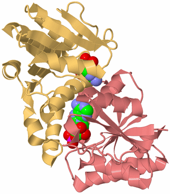 Image Biological Unit 4