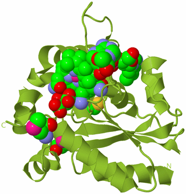 Image Biological Unit 13