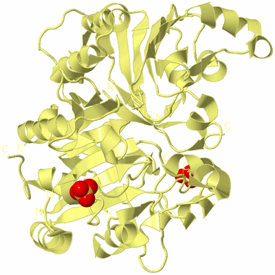 Image Biological Unit 4