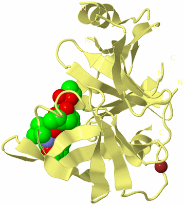 Image Biological Unit 4