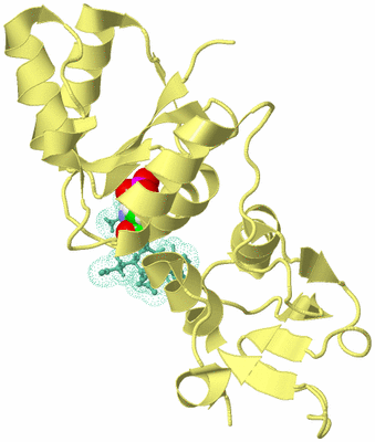 Image Biological Unit 4