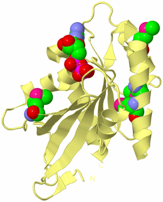 Image Biological Unit 4