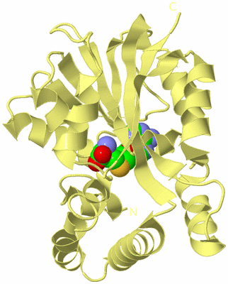 Image Biological Unit 4