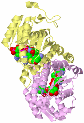 Image Biological Unit 2