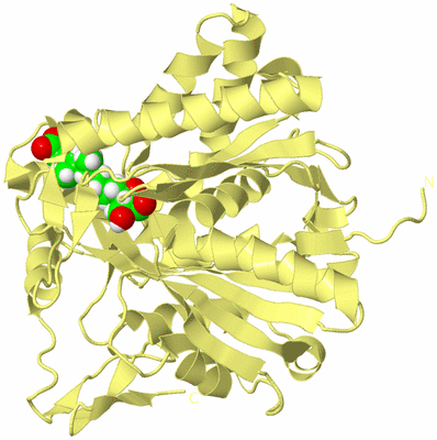 Image Biological Unit 4