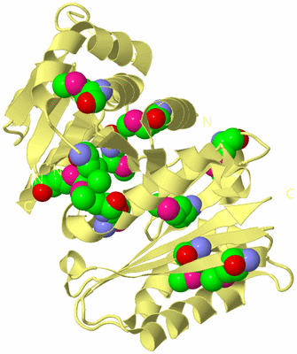 Image Biological Unit 4