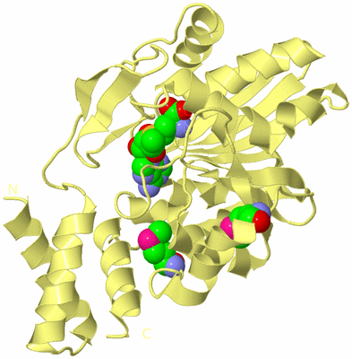 Image Biological Unit 4