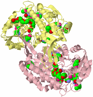 Image Biological Unit 2