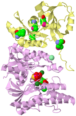 Image Biological Unit 1