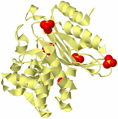 Image Biological Unit 4