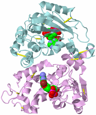 Image Biological Unit 3