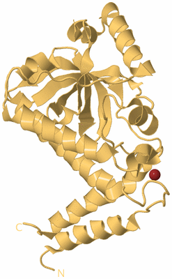 Image Biological Unit 4