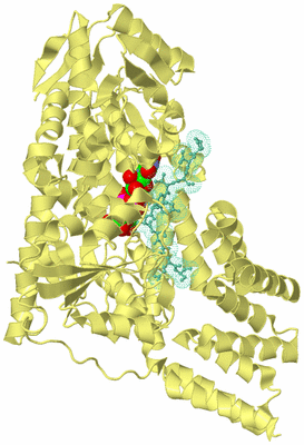 Image Biological Unit 4