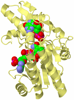 Image Biological Unit 4