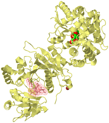 Image Biological Unit 4