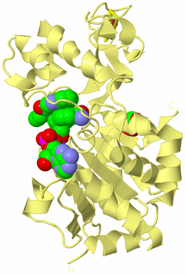 Image Biological Unit 4