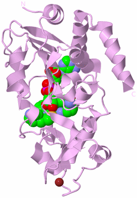 Image Biological Unit 5