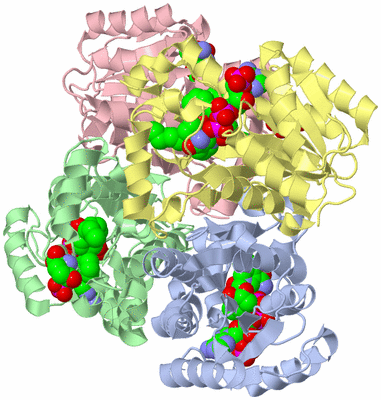 Image Biological Unit 1