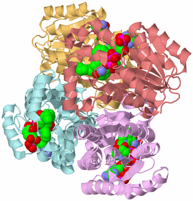 Image Biological Unit 1