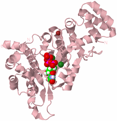 Image Biological Unit 2