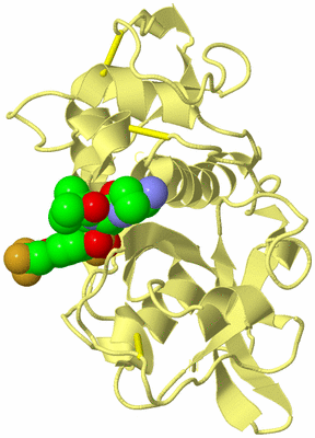 Image Biological Unit 4