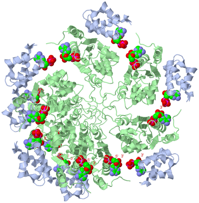 Image Biological Unit 1