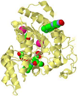 Image Biological Unit 4